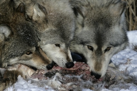 lobos comiendo
